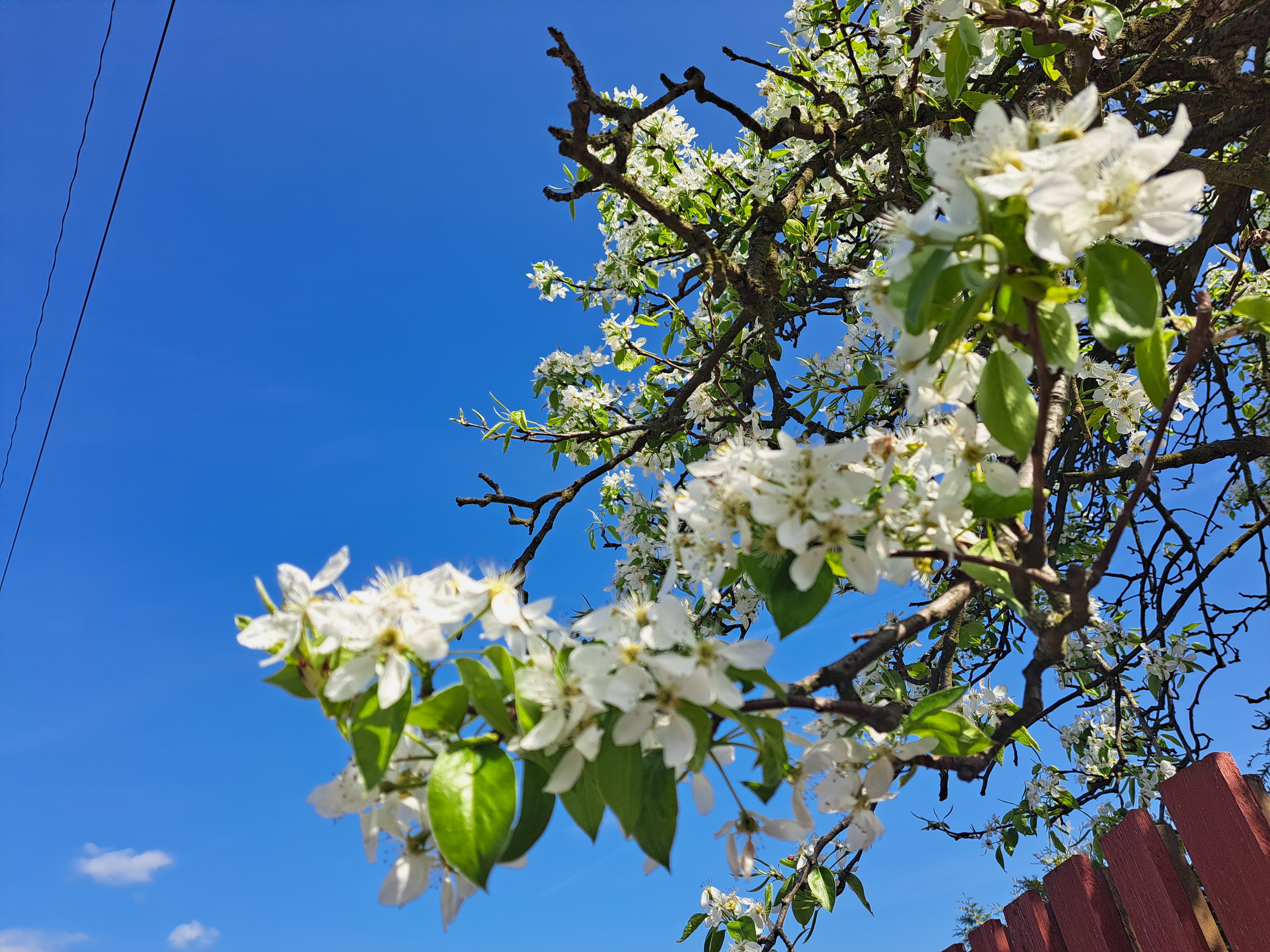 Měnič obrázků - fotografie